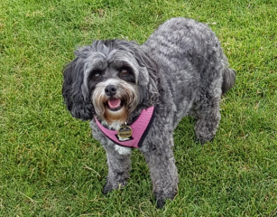 Bella-on-grass Bella-on-grass